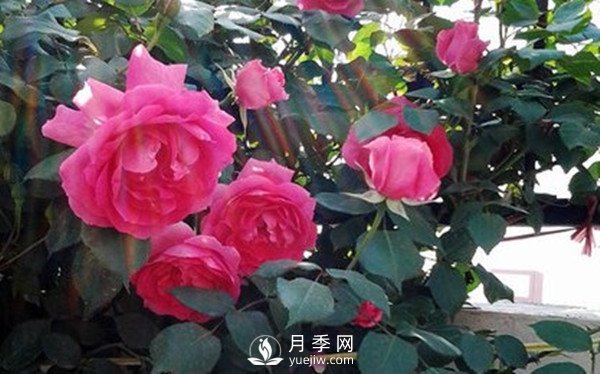 月季花幾月份栽培適宜？(圖1)