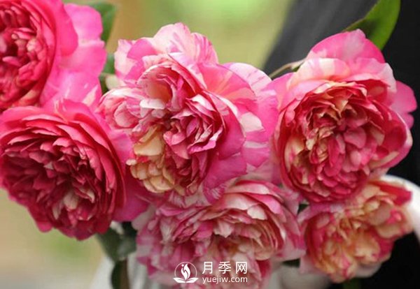如何辨認玫瑰花是否染色？月季網(wǎng)告訴你如何選擇？(圖1)