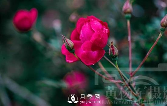紅艷嬌美的月季花，四季常開(kāi)，絢麗的花朵非常美(圖2)