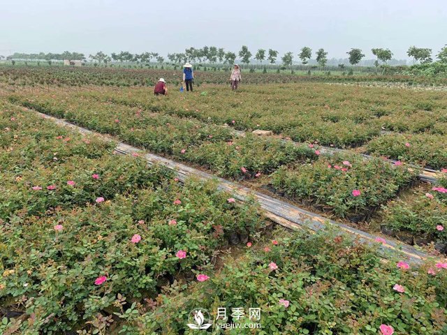 2021年春季盆栽月季市場(chǎng)報價(jià) 盆花月季多少錢(qián)一棵？(圖3)