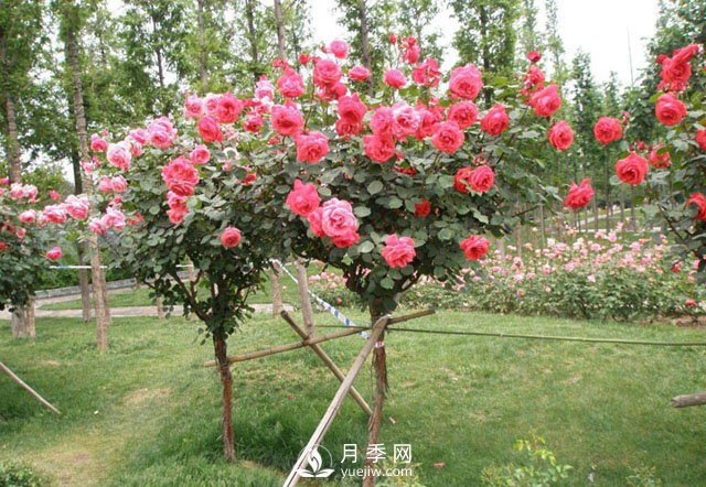 3公分樹(shù)狀月季成綠化苗木批發(fā)爆款，原因在哪里？(圖2)