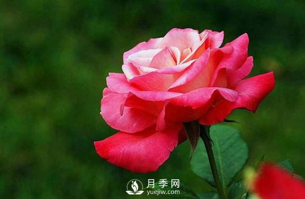 盆栽月季使用多少樹(shù)皮合適？(圖1)