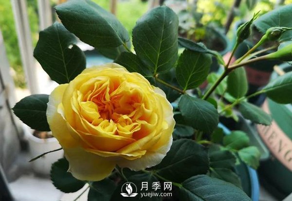 月季四年苗需要多大的花盆？(圖1)