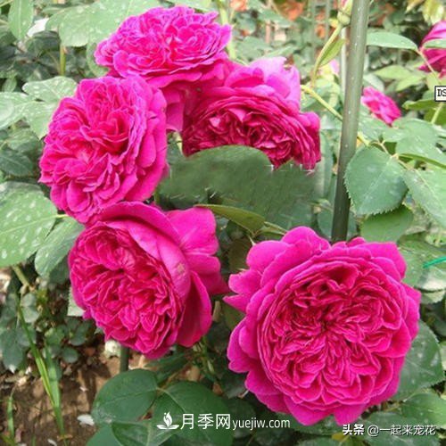新年養盆香水月季，花朵香飄滿(mǎn)屋，陽(yáng)臺盆栽佳品(圖3)