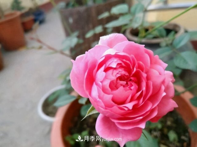 月季別亂買(mǎi)了，送你一份清單，都是經(jīng)典好品種(圖5)