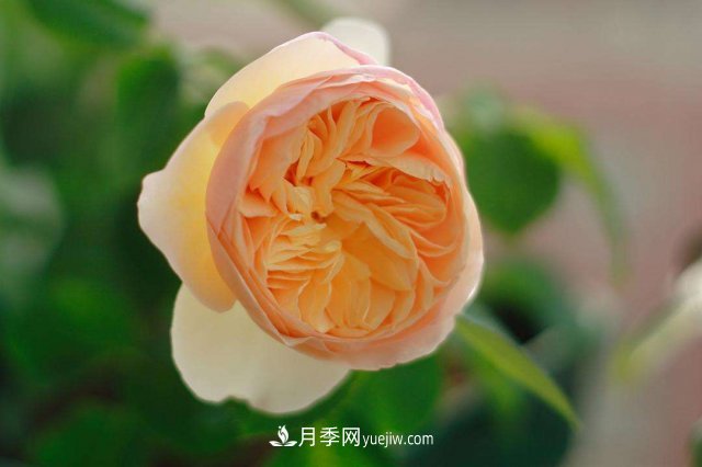 月季別亂買(mǎi)了，送你一份清單，都是經(jīng)典好品種(圖3)