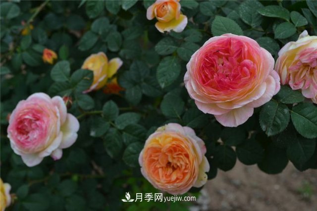 月季別亂買(mǎi)了，送你一份清單，都是經(jīng)典好品種(圖4)