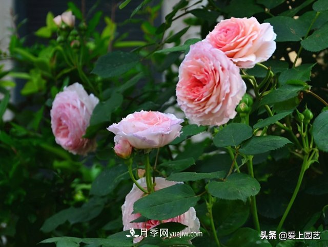 藤月盤(pán)扎時(shí)經(jīng)常扎的手疼，推薦無(wú)刺的藤本月季品種(圖2)