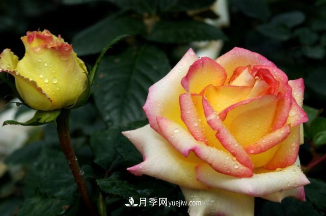 月季常見(jiàn)的病蟲(chóng)害問(wèn)題！月季這么養，芬芳留給你(圖2)