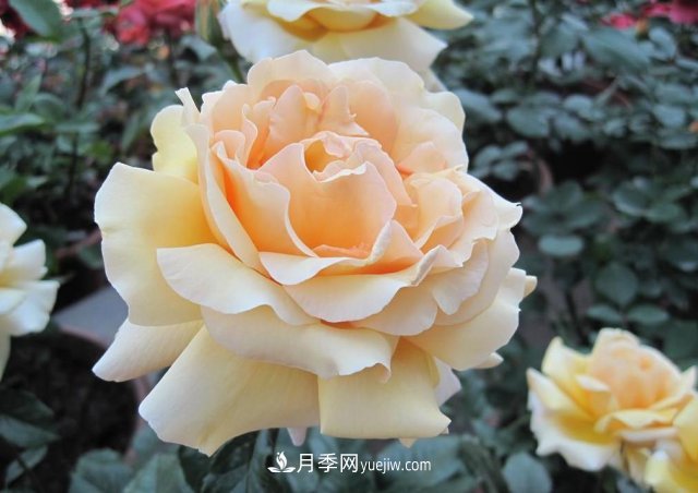 月季常見(jiàn)的病蟲(chóng)害問(wèn)題！月季這么養，芬芳留給你(圖3)