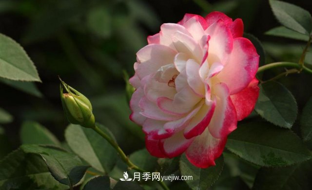 月季常見(jiàn)的病蟲(chóng)害問(wèn)題！月季這么養，芬芳留給你(圖1)