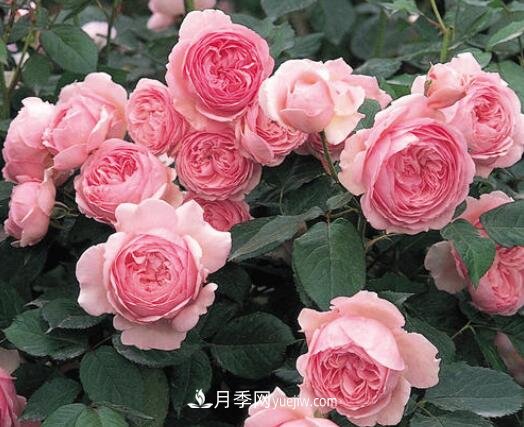 藤本月季優(yōu)秀品種！除了龍沙寶石，還有此六種推薦(圖7)