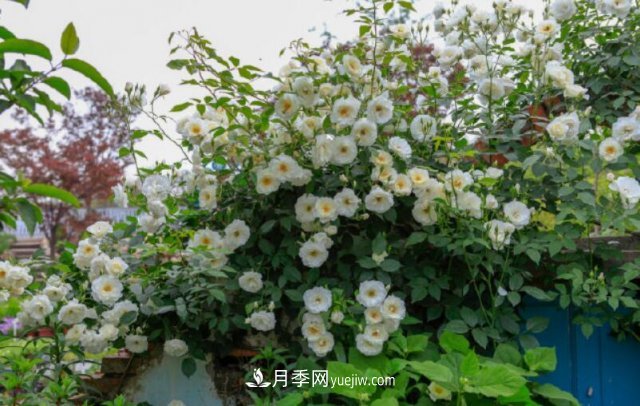 藤本月季優(yōu)秀品種！除了龍沙寶石，還有此六種推薦(圖6)