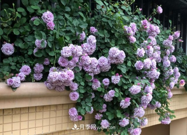 藤本月季優(yōu)秀品種！除了龍沙寶石，還有此六種推薦(圖3)