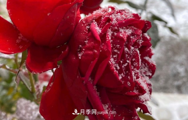 冬季的月季，花瓣鋪滿(mǎn)雪，似白糖，舔一口甜蜜蜜(圖3)