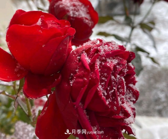 冬季的月季，花瓣鋪滿(mǎn)雪，似白糖，舔一口甜蜜蜜(圖2)