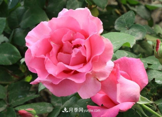 月季花養好了季季開(kāi)花，花量可喜長(cháng)得好看，有院子一定養幾株(圖1)