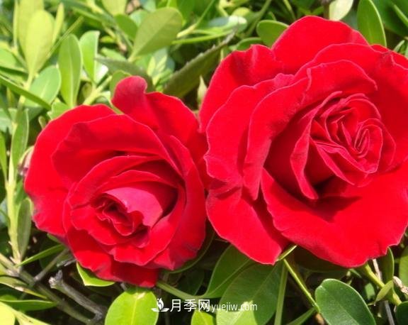 月季花養好了季季開(kāi)花，花量可喜長(cháng)得好看，有院子一定養幾株(圖2)