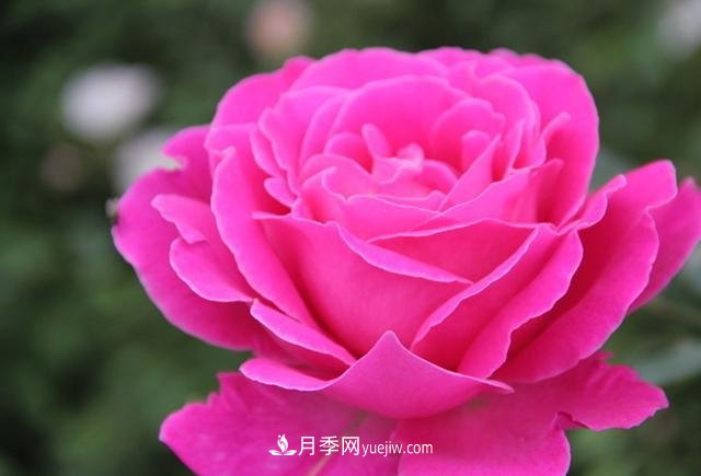 月季花養好了季季開(kāi)花，花量可喜長(cháng)得好看，有院子一定養幾株(圖3)