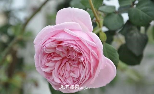 月季花這樣養，記住這些訣竅，開(kāi)花紅艷艷(圖2)