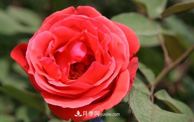 月季花這樣養，記住這些訣竅，開(kāi)花紅艷艷(圖3)