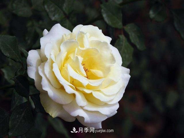 冬天的月季花居然被凍死了，這樣養錯不了，家里沒(méi)蟲(chóng)患開(kāi)花多(圖1)