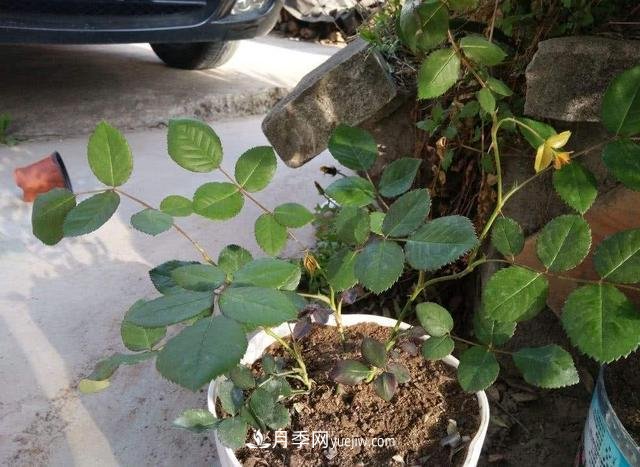 冬天的月季花居然被凍死了，這樣養錯不了，家里沒(méi)蟲(chóng)患開(kāi)花多(圖2)