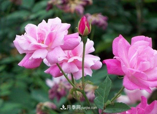 冬天的月季花居然被凍死了，這樣養錯不了，家里沒(méi)蟲(chóng)患開(kāi)花多(圖3)