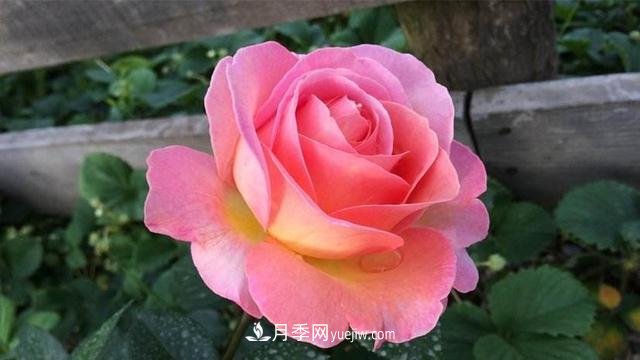 學(xué)會(huì )月季花具體養護技巧，不怕黃葉，開(kāi)花多了不少(圖1)
