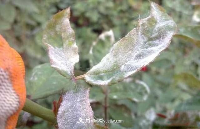 月季得了白粉病怎么辦？這些方法防治有效(圖1)