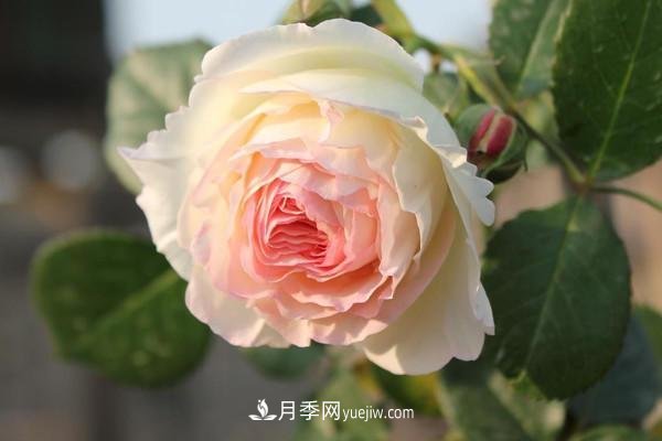 月季花到了冬天也不能松懈，做好這幾點(diǎn)，開(kāi)花量增加不少(圖2)