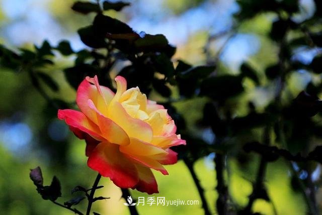 月季花到了冬天也不能松懈，做好這幾點(diǎn)，開(kāi)花量增加不少(圖3)