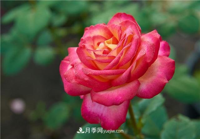 月季花到了冬天也不能松懈，做好這幾點(diǎn)，開(kāi)花量增加不少(圖1)