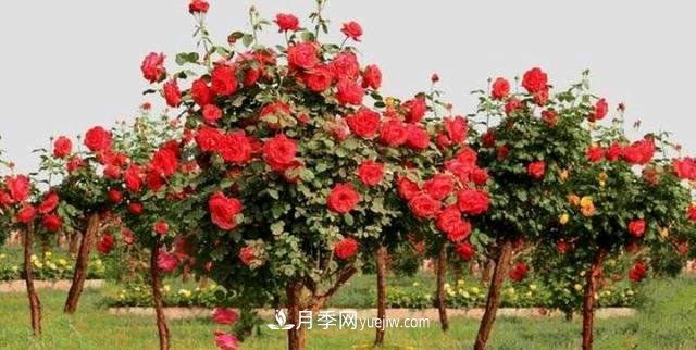 月季花能在什么樹(shù)上嫁接(圖3)