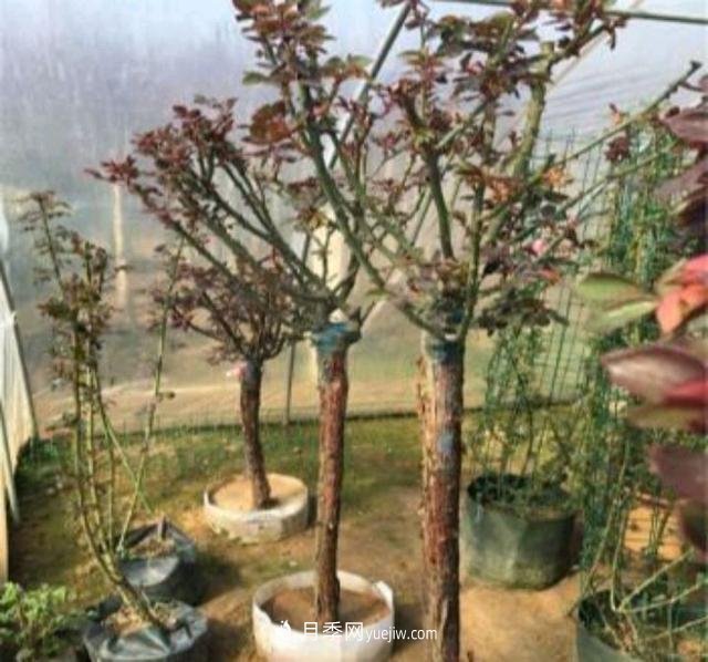 月季花能在什么樹(shù)上嫁接(圖1)