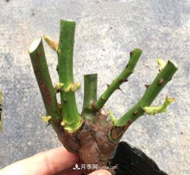 月季花能在什么樹(shù)上嫁接(圖2)