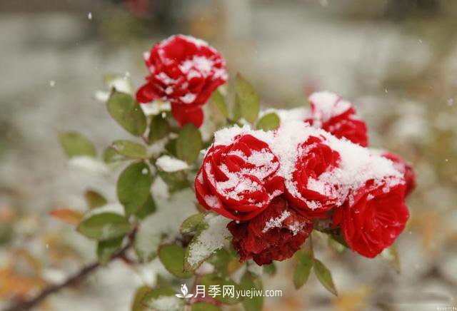 被雪中的月季花所震撼，傲然開(kāi)放，芳香依舊！(圖1)