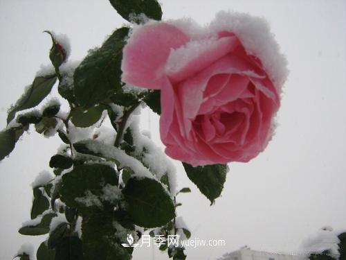 被雪中的月季花所震撼，傲然開(kāi)放，芳香依舊！(圖3)