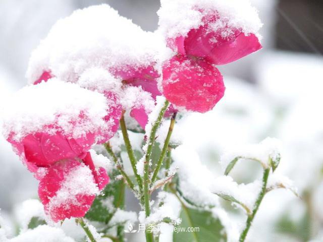 被雪中的月季花所震撼，傲然開(kāi)放，芳香依舊！(圖2)