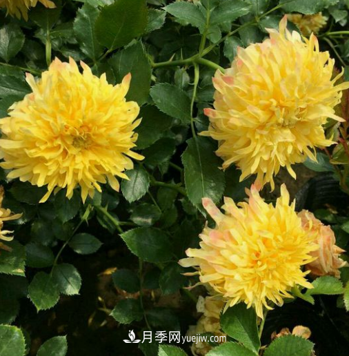 解析月季在什么環(huán)境中長(cháng)勢好？(圖2)