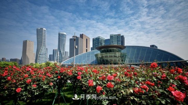 浙江杭州：錢(qián)江新城近千株月季盛開(kāi)陽(yáng)臺(圖2)