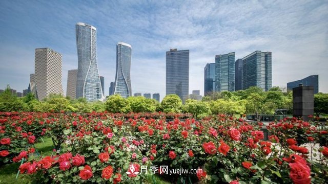 浙江杭州：錢(qián)江新城近千株月季盛開(kāi)陽(yáng)臺(圖3)