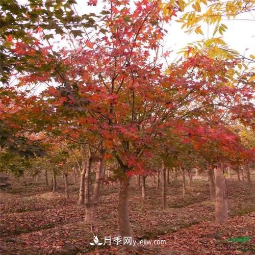 五角楓有哪些特征？南陽(yáng)五角楓病蟲(chóng)害防治(圖1)
