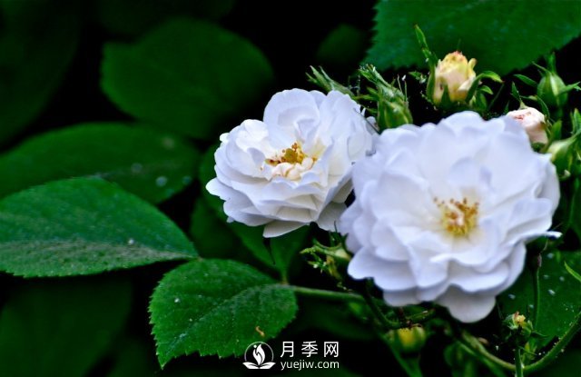 月季、薔薇開(kāi)花還“結果”，微型月季盆栽放陽(yáng)臺，1年開(kāi)花300天(圖5)