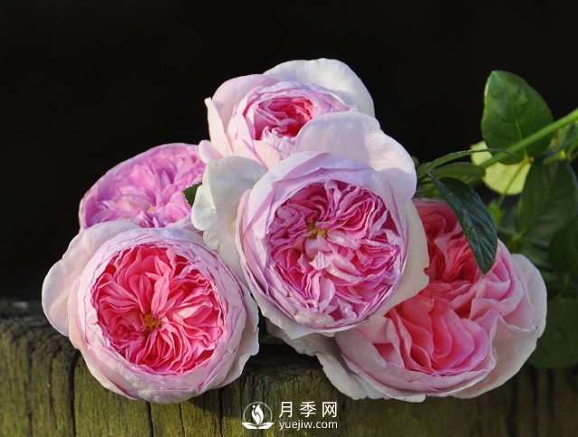 月季、薔薇開(kāi)花還“結果”，微型月季盆栽放陽(yáng)臺，1年開(kāi)花300天(圖1)