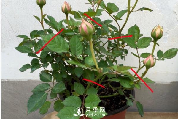 月季、薔薇開(kāi)花還“結果”，微型月季盆栽放陽(yáng)臺，1年開(kāi)花300天(圖2)