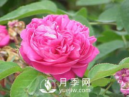 月季、薔薇開(kāi)花還“結果”，微型月季盆栽放陽(yáng)臺，1年開(kāi)花300天(圖3)
