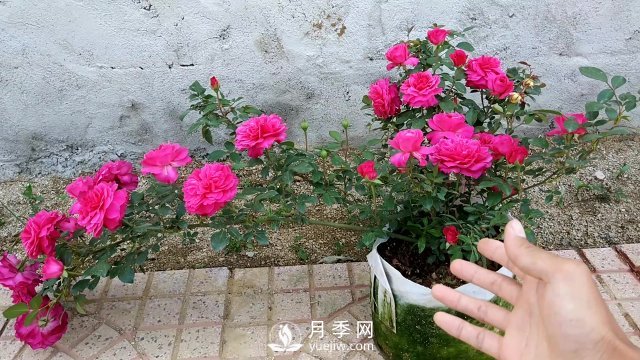 月季、薔薇開(kāi)花還“結果”，微型月季盆栽放陽(yáng)臺，1年開(kāi)花300天(圖7)
