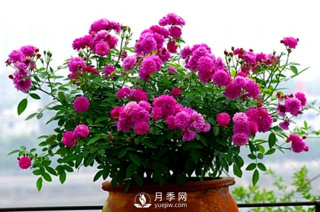 月季、薔薇開(kāi)花還“結果”，微型月季盆栽放陽(yáng)臺，1年開(kāi)花300天(圖6)