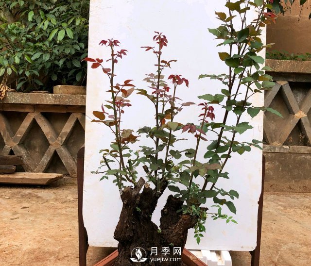 薔薇根嫁接的月季會(huì )長(cháng)粗筍嗎？粗筍的位置從哪里長(cháng)出來(lái)(圖2)
